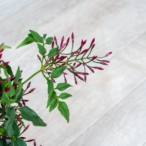 Jasminum Passion DarkPink (Pot Size 12cm) - image 3