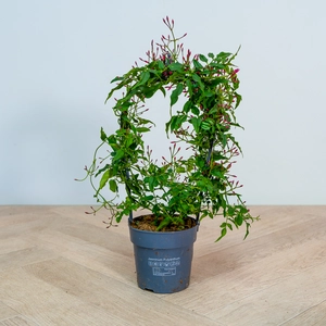 Jasminum Passion DarkPink (Pot Size 12cm) - image 4