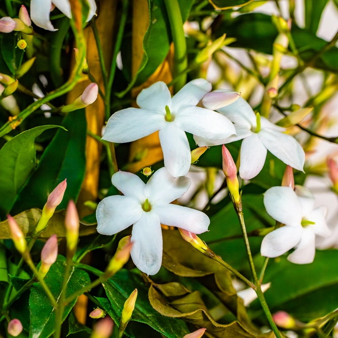 Jasminum polyanthemum pyramid (Pot Size 17cm) Flowering jasmine - image 2