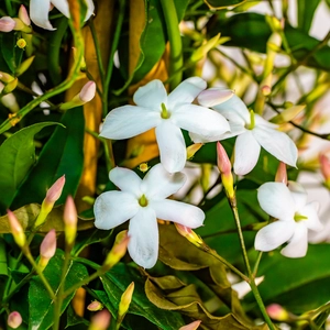 Jasminum polyanthemum pyramid (Pot Size 17cm) Flowering jasmine - image 2