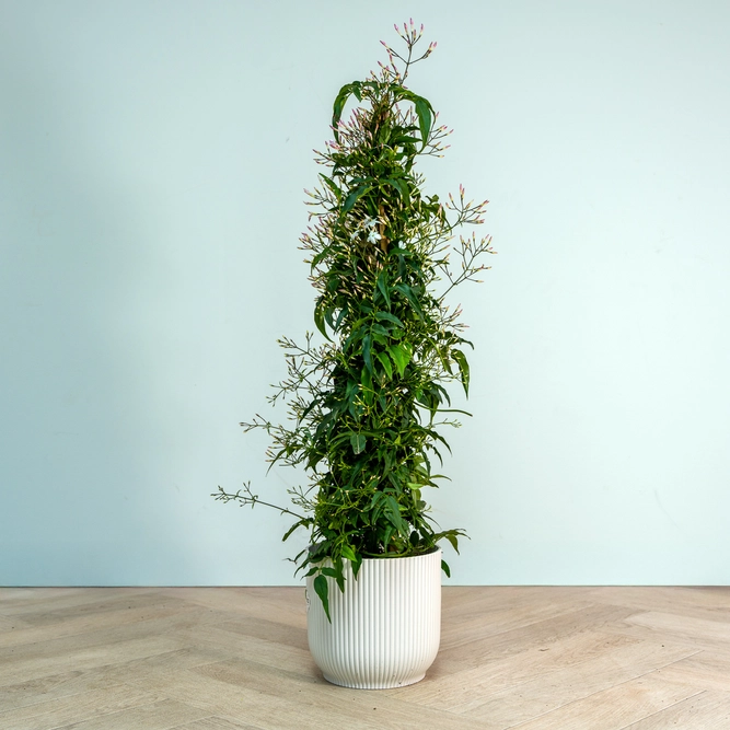 Jasminum polyanthemum pyramid (Pot Size 17cm) Flowering jasmine - image 1