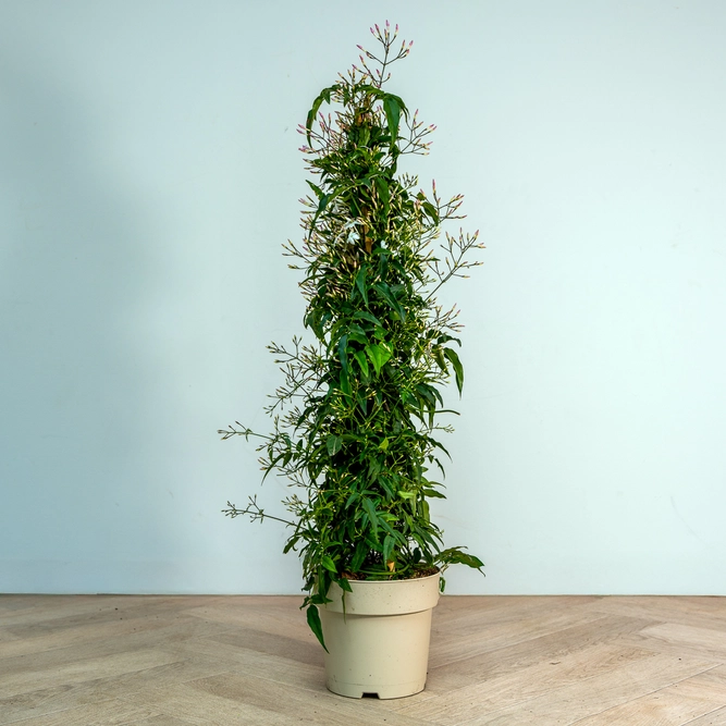 Jasminum polyanthemum pyramid (Pot Size 17cm) Flowering jasmine - image 3