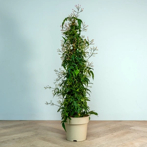 Jasminum polyanthemum pyramid (Pot Size 17cm) Flowering jasmine - image 3