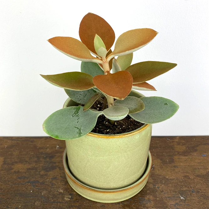 Kalanchoe orgyalis (Pot Size 12cm) Copper spoons - image 1
