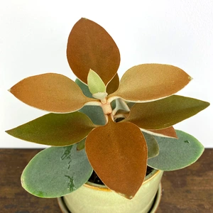 Kalanchoe orgyalis (Pot Size 12cm) Copper spoons - image 2