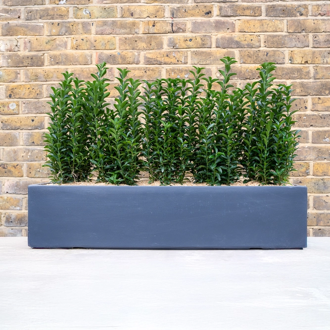 Kensington Green Screen Window Box (W80cm) - image 2