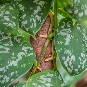 Kratiste Biobased Bark-Effect Climbing Pole 75cm - Plant Climbing Pole - image 1