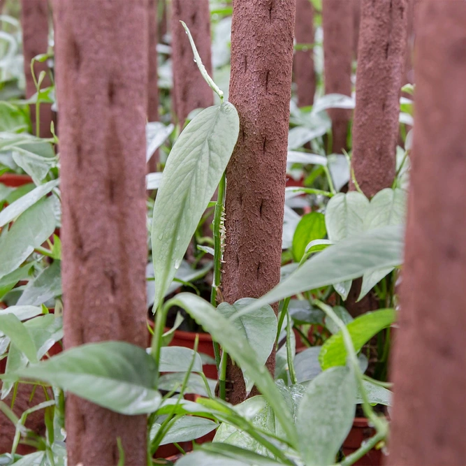 Kratiste Biobased Bark-Effect Climbing Pole 75cm - Plant Climbing Pole - image 7