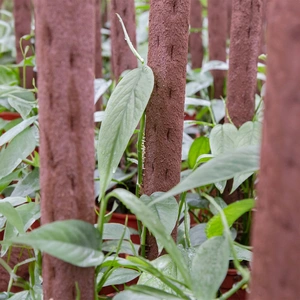 Kratiste Biobased Bark-Effect Climbing Pole 75cm - Plant Climbing Pole - image 7