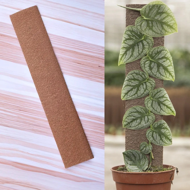 Kratiste Climbing Board 120cm - Plant Climbing Board - image 1