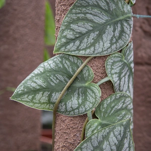 Kratiste Climbing Board 120cm - Plant Climbing Board - image 2