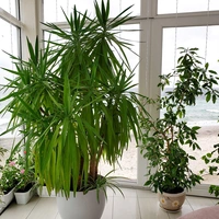 Large Indoor Plants