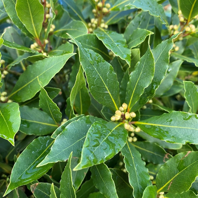 Laurus nobilis 1/2 Std (Foliage Diameter 60-65cm) Bay Tree - image 5