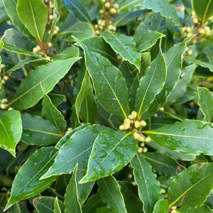 Laurus nobilis 1/2 Std (Foliage Diameter 60-65cm) Bay Tree - image 5