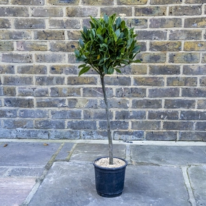 Laurus nobilis 1/4 Std (Foliage Diameter 25-30cm) Bay Tree