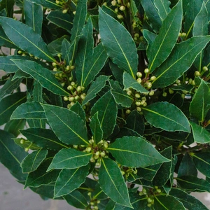 Laurus nobilis 1/4 Std (Foliage Diameter 35-40cm) Bay Tree - image 4