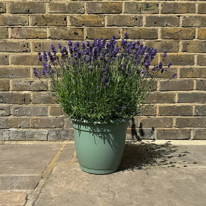 Lavender 'Aromatico Evolution' (Pot Size 2L) Lavender 'Aromatico Evolution' - image 4