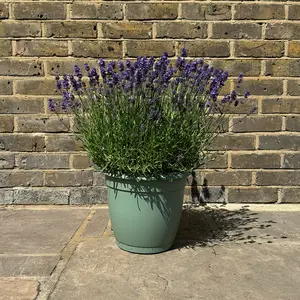 Lavender 'Aromatico Evolution' (Pot Size 2L) Lavender 'Aromatico Evolution' - image 4