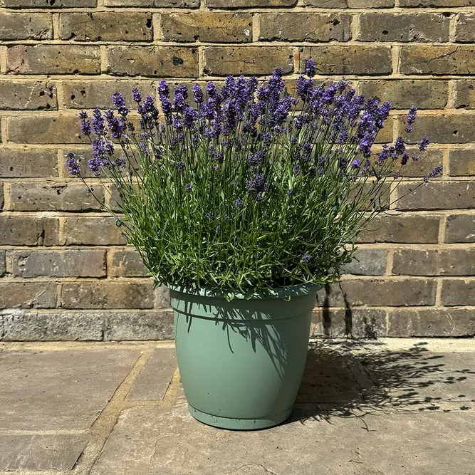 Lavender 'Aromatico Evolution' (Pot Size 2L) Lavender 'Aromatico Evolution' - image 5