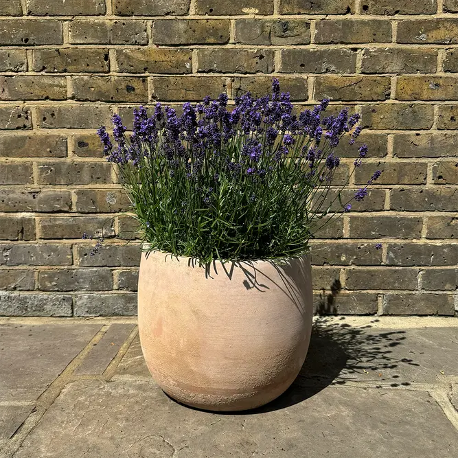 Lavender 'Aromatico Evolution' (Pot Size 2L) Lavender 'Aromatico Evolution' - image 6