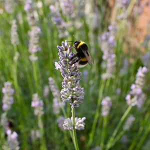 Lavender 'BeeZee' (Pot Size 2L) - White Lavender - image 1
