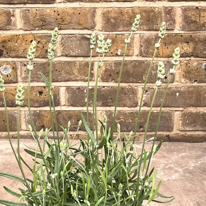 Lavender 'BeeZee' (Pot Size 2L) - White Lavender - image 3
