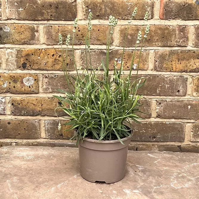 Lavender 'BeeZee' (Pot Size 2L) - White Lavender - image 4