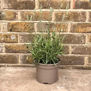 Lavender 'BeeZee' (Pot Size 2L) - White Lavender - image 4