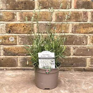 Lavender 'BeeZee' (Pot Size 2L) - White Lavender - image 5