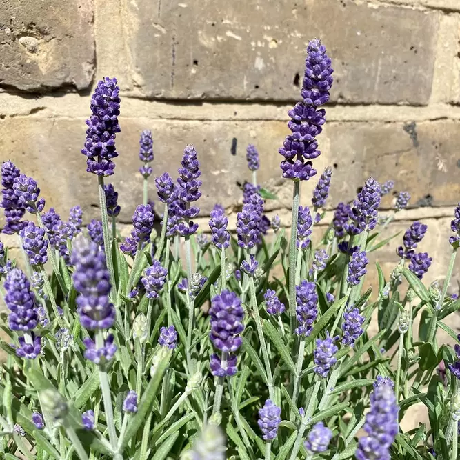 Lavender 'Essence Purple' (Pot Size 12cm) Purple Lavender