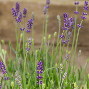 English Lavender - Lavandula angustifolia 'Felice'