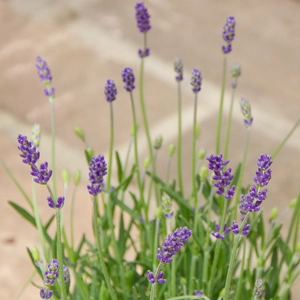 English Lavender - Lavandula angustifolia 'Felice'