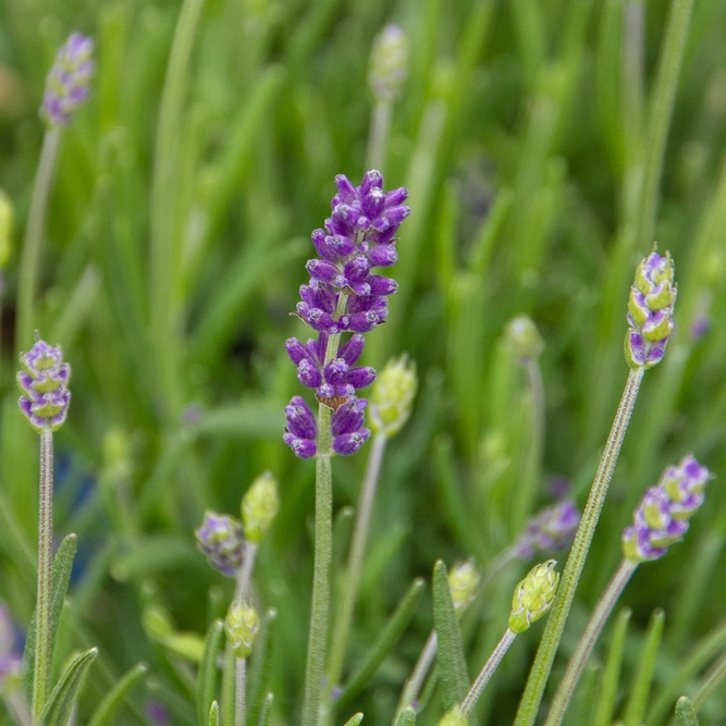 English Lavender - Lavandula angustifolia 'Felice'