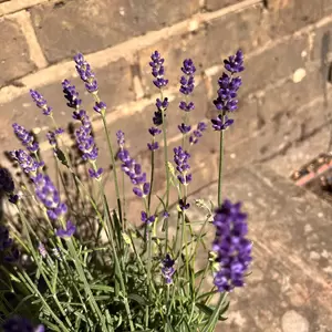 Lavender 'Hidcote'-Field Grown (Pot Size 17cm) English Lavender - image 3