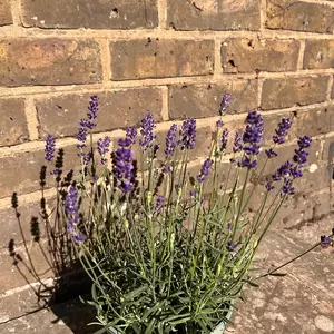 Lavender 'Hidcote'-Field Grown (Pot Size 17cm) English Lavender - image 4