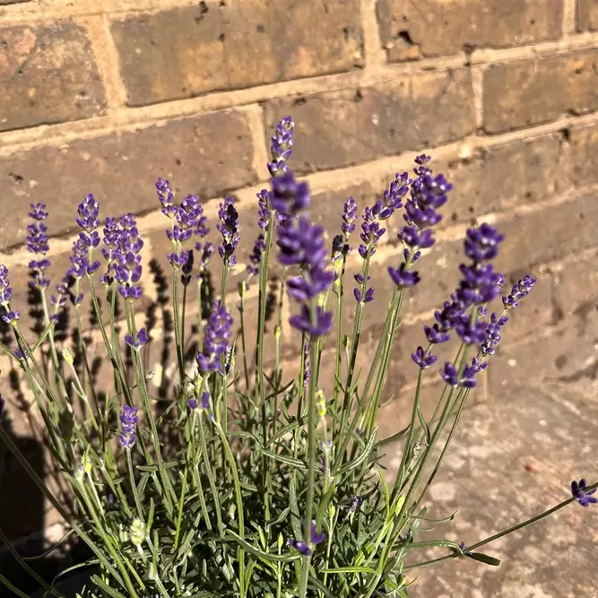 Lavender 'Hidcote'-Field Grown (Pot Size 17cm) English Lavender - image 5
