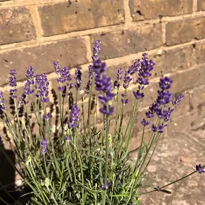 Lavender 'Hidcote'-Field Grown (Pot Size 17cm) English Lavender - image 5