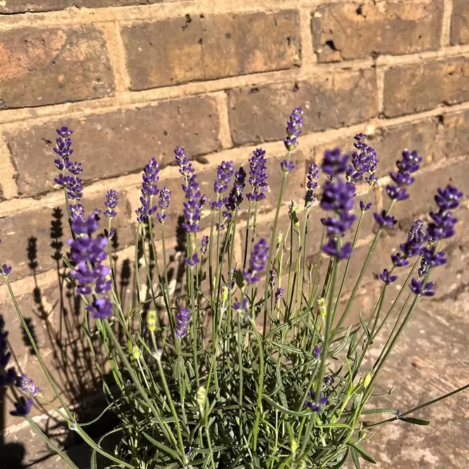 Lavender 'Hidcote'-Field Grown (Pot Size 17cm) English Lavender - image 6