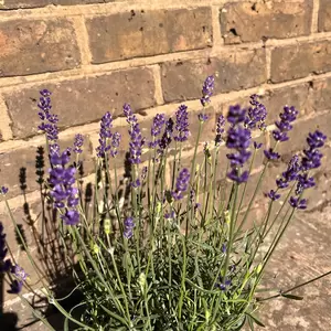 Lavender 'Hidcote'-Field Grown (Pot Size 17cm) English Lavender - image 6