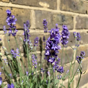 Lavender 'Hidcote'-Field Grown (Pot Size 17cm) English Lavender - image 2