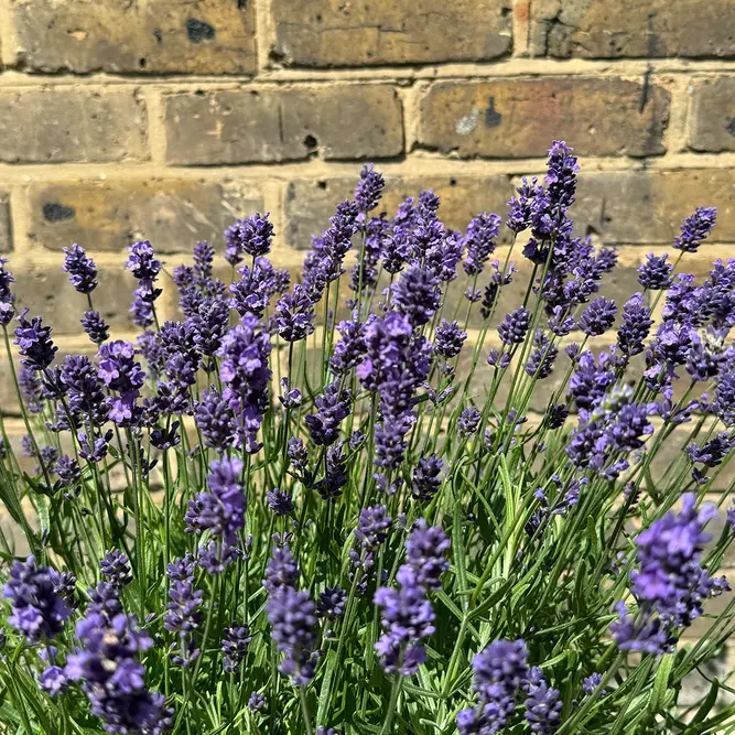 Lavender 'Hidcote' (Pot Size 12cm) English Lavender - image 3