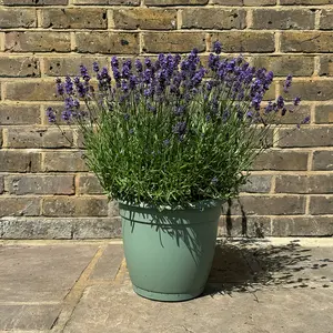 Lavender 'Hidcote' (Pot Size 12cm) English Lavender - image 4