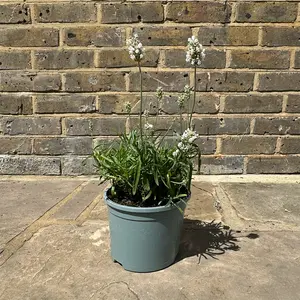 Lavender ‘Hidcote White’ (Pot Size 17cm) White Lavender - image 4