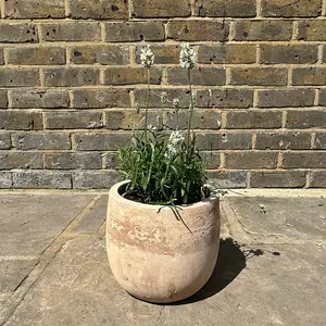 Lavender ‘Hidcote White’ (Pot Size 17cm) White Lavender - image 5