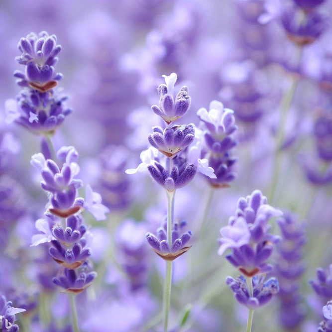 Lavender 'Melissa Lilac' (3L) Melissa Lilac English Lavender