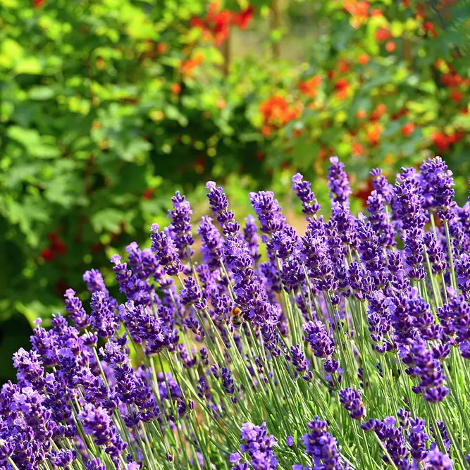 Lavender 'Regal Splendour' (Pot Size 2L) French Lavender Regal Splendour - image 1