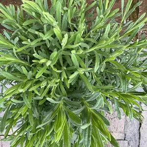 Lavender 'Regal Splendour' (Pot Size 2L) French Lavender Regal Splendour - image 3