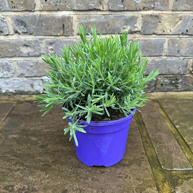 Lavender 'Regal Splendour' (Pot Size 2L) French Lavender Regal Splendour - image 4