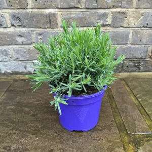 Lavender 'Regal Splendour' (Pot Size 2L) French Lavender Regal Splendour - image 4