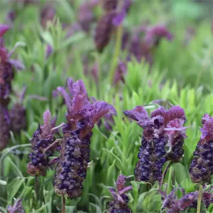 Lavender 'Regal Splendour' (Pot Size 2L) French Lavender Regal Splendour - image 2
